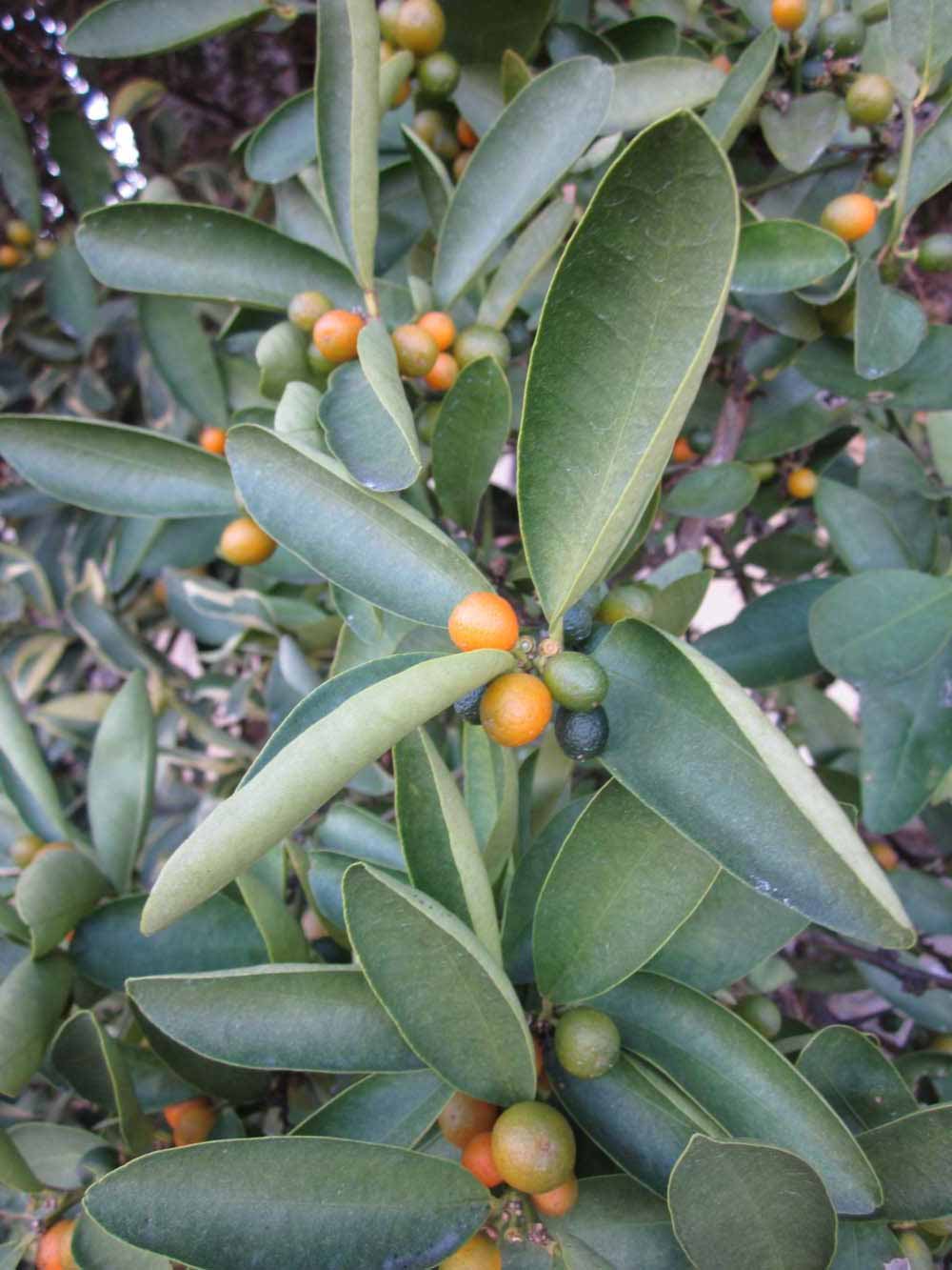              Sun leaves (Winter Haven, FL)       